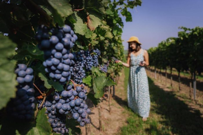 モラヴィア地方のワイナリー, Credit: Ondřej Čechvala