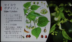 セイヨウ菩提樹